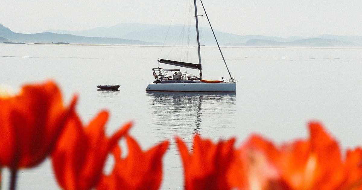 Tulip flowers in front of ocean with sail boat on still waters.